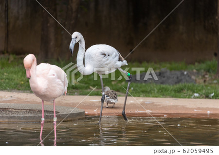 珍しい(？) 白と黒のフラミンゴ (多分成長途中の子ども) 62059495