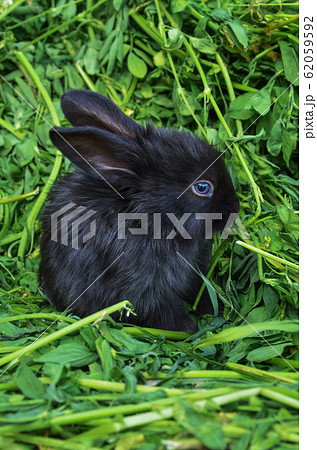 Black little rabbit 62059592