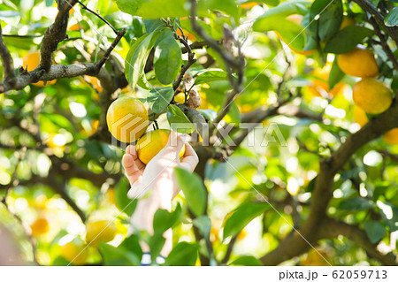 みかん狩りする手元 62059713