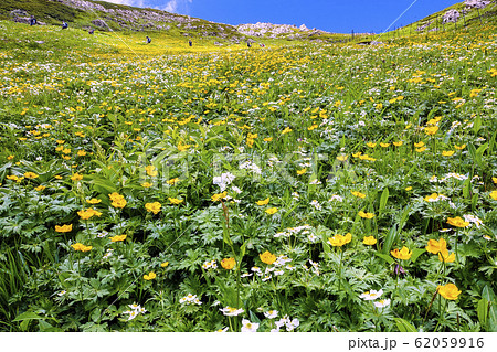 荒川前岳斜面の花畑１ 62059916