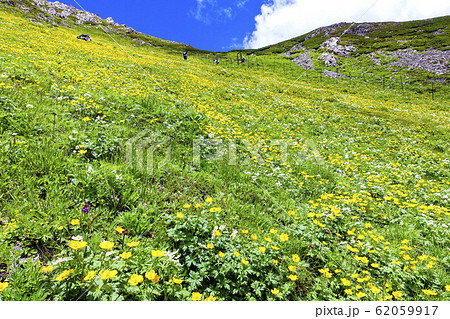 荒川前岳斜面の花畑２ 62059917