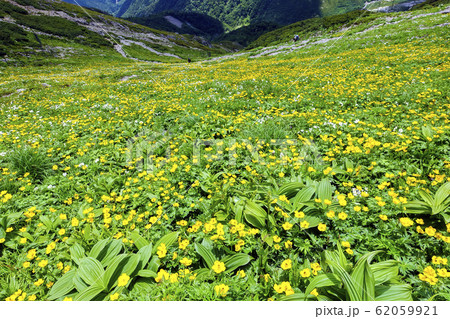 荒川前岳斜面の花畑６ 62059921