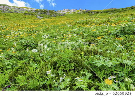 荒川前岳斜面の花畑８ 62059923