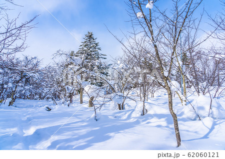 Beautiful landscape with tree in snow winter season 62060121