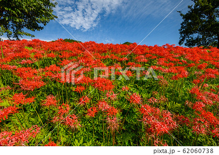 彼岸花の群生地 蓑沢彼岸花公園 栃木県 の写真素材