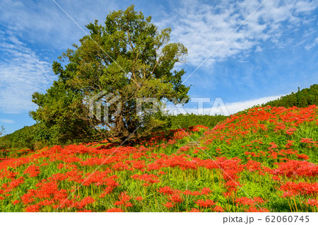 彼岸花の群生地 蓑沢彼岸花公園 栃木県 の写真素材