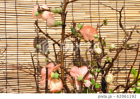 木瓜の花 木瓜の花 62061192