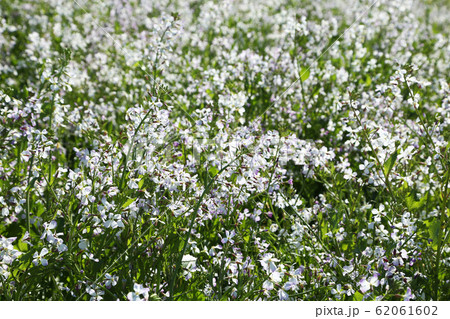 大根の白い菜の花の写真素材