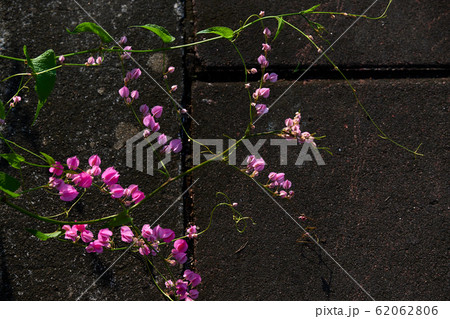 Coral Vine Coral Vine 62062806