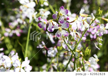 うす紫色の菜の花の写真素材 6628