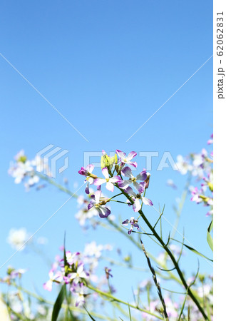 多摩川河川敷 うす紫色の菜の花の写真素材 6621