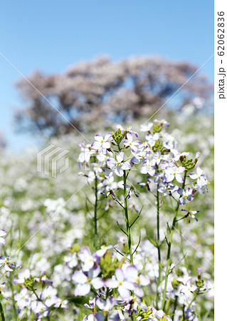 多摩川土手 白い菜の花の写真素材 6626 多摩川土手 白い菜の花の写真素材 6626