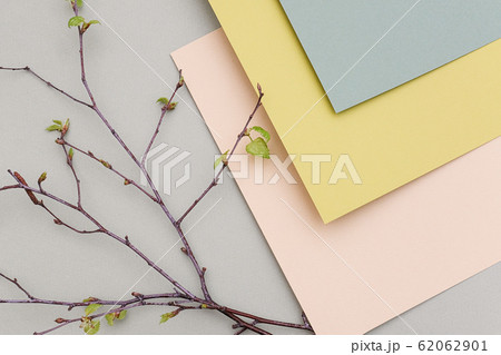 Branches of a tree with young blossoming leaves on Branches of a tree with young blossoming leaves on 62062901