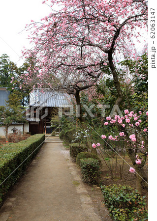 春の塩山市方光寺 62063147