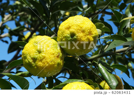 ゆず ゆず 62063431