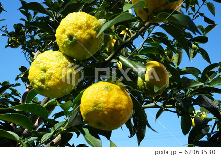 ゆず ゆず 62063530