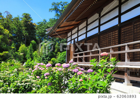 熊谷市能護寺の紫陽花 62063893