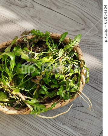 わさび 春 癒し 62064304