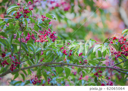 ゴンズイの実 62065064