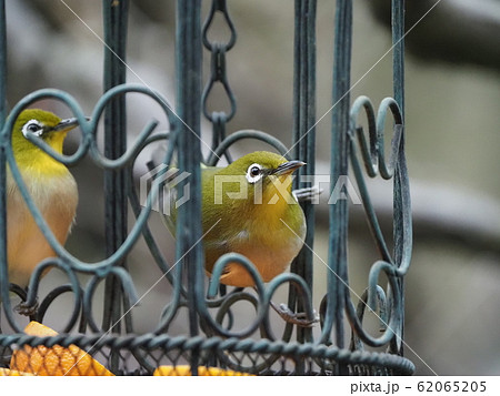 メジロ・鳥かご 62065205