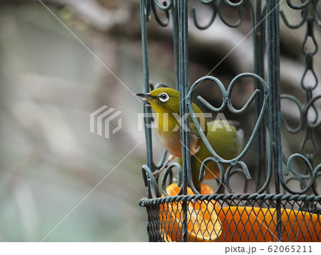 メジロ・鳥かご メジロ・鳥かご 62065211