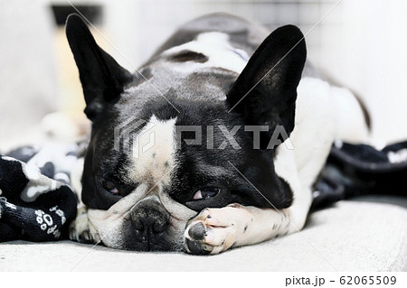 フレンチブルドッグの寝顔の写真素材