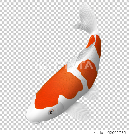 錦鯉（紅白）のイラスト素材 [62065726] - PIXTA