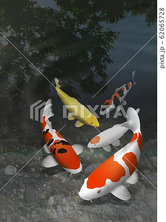 錦鯉のイラスト素材