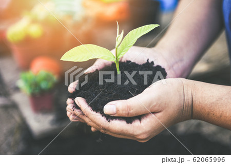planting a tree seedlings young plant are growing 62065996