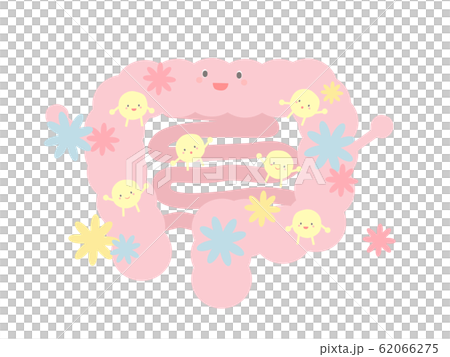 腸内フローラ 62066275