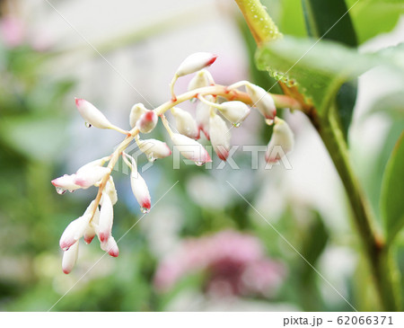 月桃(ゲットウ)、沖縄の植物。サンニン 月桃(ゲットウ)、沖縄の植物。サンニン 62066371