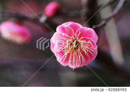 ウメ Japanese apricot ウメ Japanese apricot 62066493
