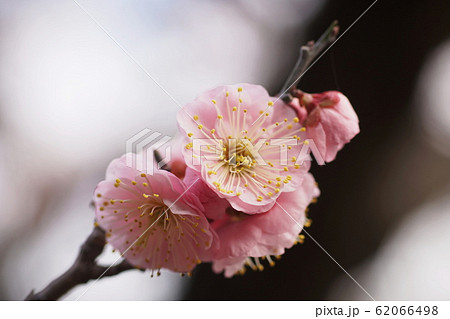 ウメ Japanese apricot ウメ Japanese apricot 62066498