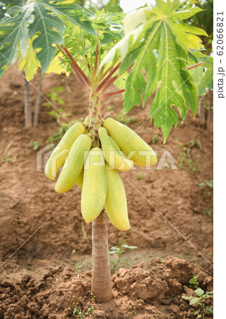 Green papaya fruits growing hang on the papaya 62066821