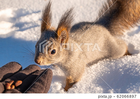 Squirrel eats nuts from a man's hand. 62066897