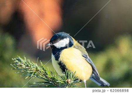 Cute bird Great tit, songbird sitting on the fir 62066898