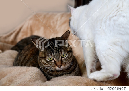 とっても恥ずかしがりやさんですが、誰もいないと大胆になるキジトラの女の子です。猫イメージ素材 とっても恥ずかしがりやさんですが、誰もいないと大胆になるキジトラの女の子です。猫イメージ素材 62066907