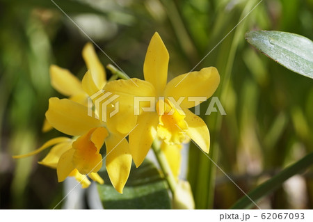 デンファレ　Dendrobium phalaenopsis 62067093