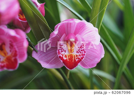 シンビジウム Cymbidium シンビジウム Cymbidium 62067096