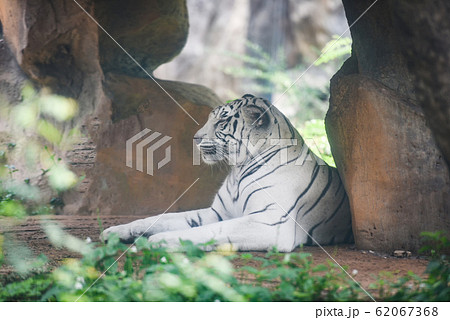 White Tiger lying on ground in farm zoo in the 62067368