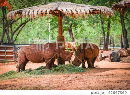 rhino farm zoo in the national park - White rhino farm zoo in the national park - White 62067369