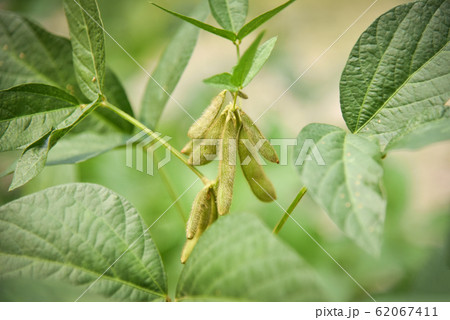 Green soybean on the tree - Young soybean seeds on 62067411
