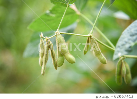 Green soybean on the tree - Young soybean seeds on 62067412