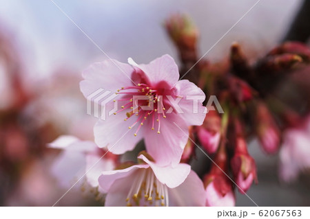 カワヅザクラ Cerasus lannesiana Carrière, 1872 ‘Kawazu-z カワヅザクラ Cerasus lannesiana Carrière, 1872 ‘Kawazu-z 62067563