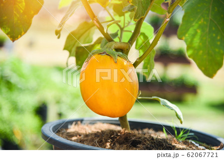 Giant eggplants hanging on the branch of tree 62067721