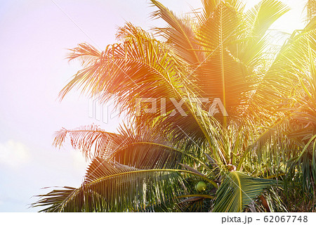 Coconut palm tree and coconut fruit in the Coconut palm tree and coconut fruit in the 62067748