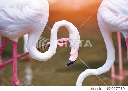 Flamingo bird pink beautiful at lake river nature Flamingo bird pink beautiful at lake river nature 62067759