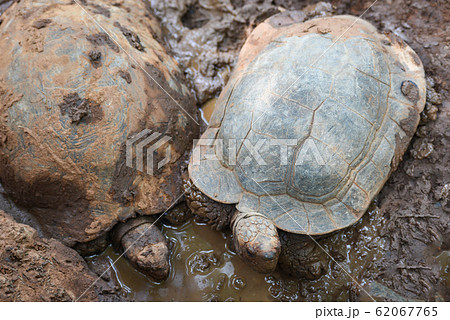 Asian Giant Tortoise / Big turtle on mud pond Asian Giant Tortoise / Big turtle on mud pond 62067765