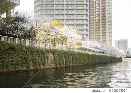 目黒川の桜 目黒川の桜 62067844