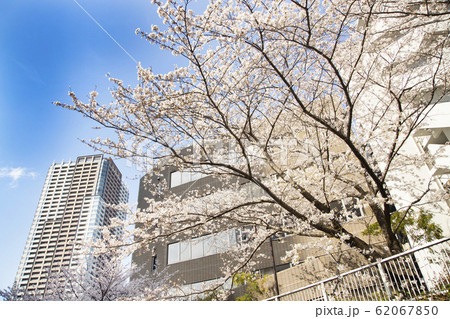 目黒川の桜 目黒川の桜 62067850